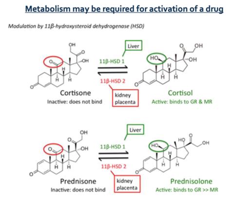 Med Chem Exam 2 Flashcards Quizlet