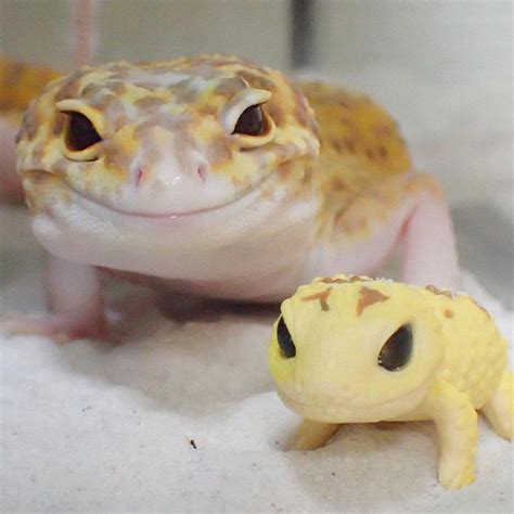 Gecko Cant Stop Smiling When Hes Around His Toy Gecko Cute Reptiles