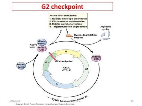 department  physiology