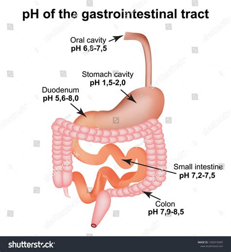 Ph Gastrointestinal Tract Esophagus Stomach Duodenum 스톡 일러스트 1282910005