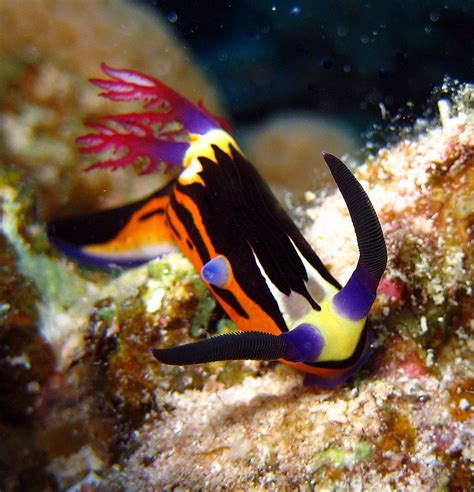 Nembrotha Megalocera Is A Species Of Colourful Sea Slug A Dorid