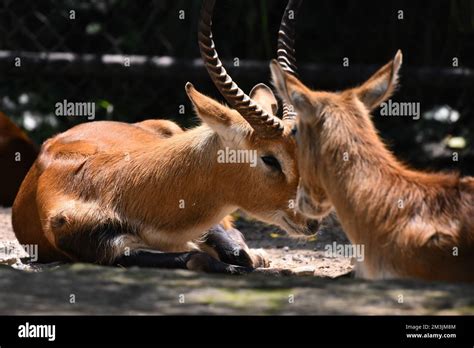 A Impala species seen in its habitat during a species conservation program, the zoo has 1803 ...