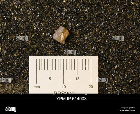 Dentalium Sp Animalia Hi Res Stock Photography And Images Alamy