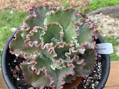 Echeveria ‘coral Reef Rsucculents