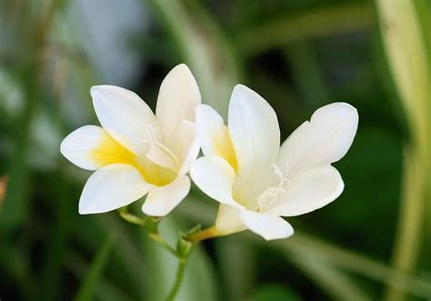 Freesia (Freesia) – A to Z Flowers