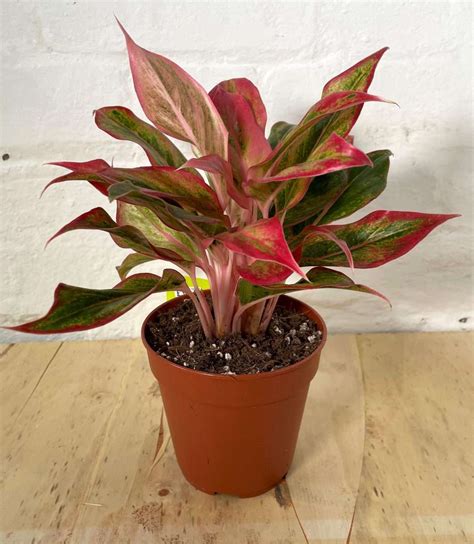 Aglaonema Pink Aurora N1 Garden Centre N1gc