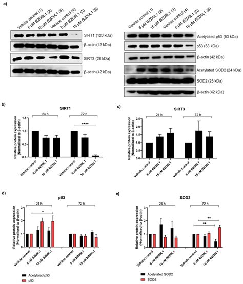 Mitochondrial Sirtuin And SOD2 Protein Expression Profile In Response