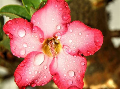 Topo Imagem O Que Rosa Do Deserto Br Thptnganamst Edu Vn