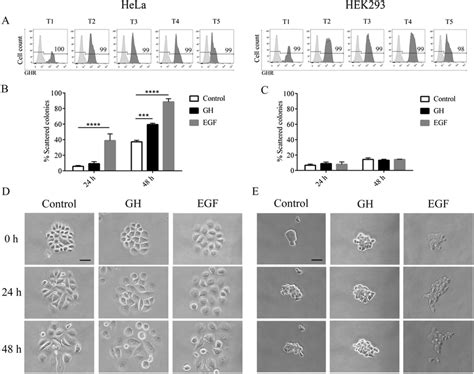 Both Hek293 And Hela Cell Lines Express The Ghr Protein During