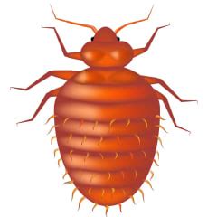 What does a bed bug exterminator do? - CareerExplorer