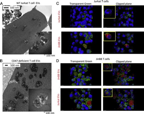 Ev Morphology And T Cell Uptake Of T Cell Derived Evs A B Electron Download Scientific