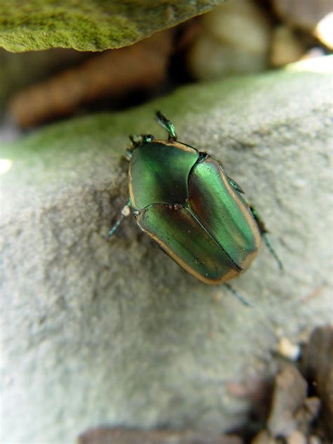 Green June Beetle Flying