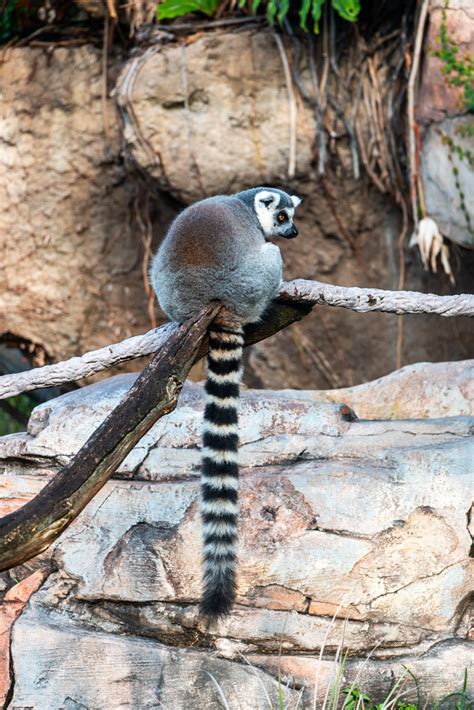 Ring Tailed Lemur Walt Disney World Animal Kingdom Justin Kane Flickr