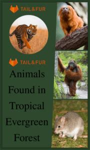 Top 9 Animals Found in Tropical Evergreen Forest