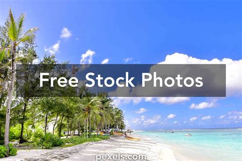 Majestic Palm Trees Photos Download The Best Free Majestic Palm Trees