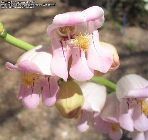 PlantFiles Pictures Penstemon Species Beard Tongue Wild Snapdragon