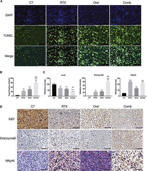 Combined Effects Of Orelabrutinib And Rituximab In Vivo A And B