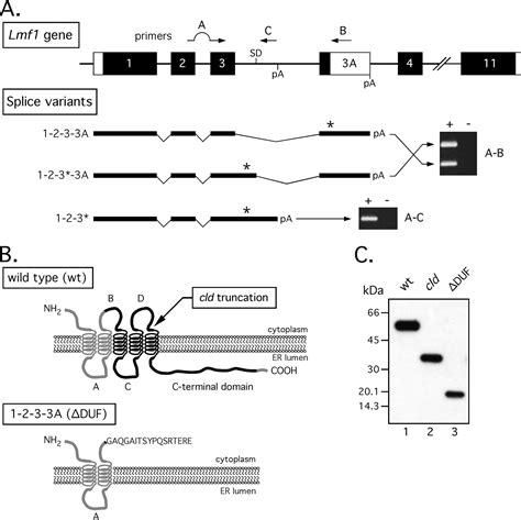 Lipase Maturation Factor Lmf Membrane Topology And Interaction With