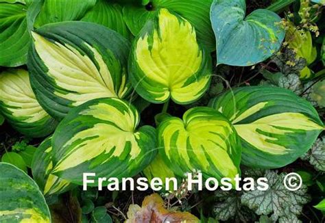 Hosta Fragrant Princess Fransen Hostas