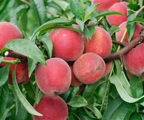 Red Haven Peach Tree 1 Gallon Plant Cold Hardy Heavy Etsy