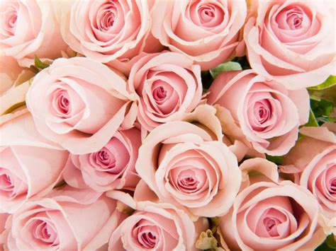 Ý Nghĩa Của Hoa Hồng Qua Từng Màu Sắc Và Số Lượng Sonice Aroma