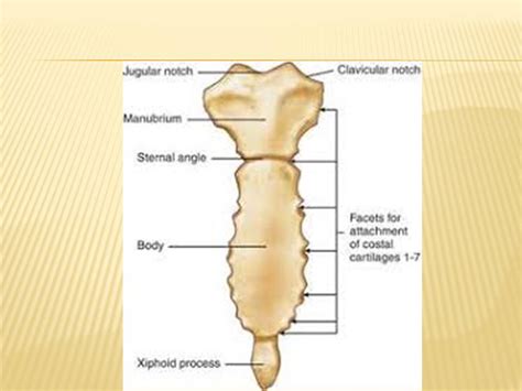 Attribution Of Sex Through Thorax Ribs Sternum Pelvis Ppt Forensics Digest