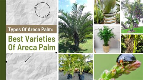 Areca Palm Leaves Turning Brown Causes And How To Fix The Browning Leaves