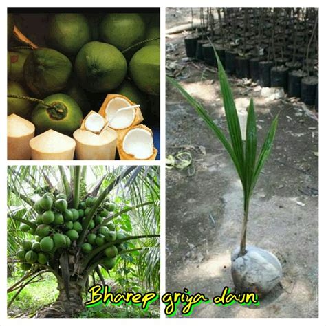 Jual Bibit Kelapa Pandan Wangi Di Lapak Bharep Griya Daun Bukalapak