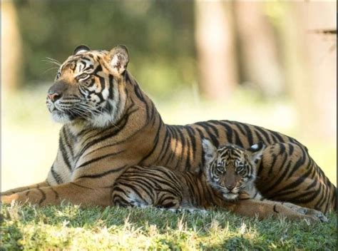 Here’s Why People Want To Urgently Stop The Hunt For ‘Man-Eater ...