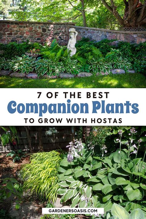 Hosta Companion Plants What To Plant With Hostas