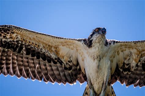WILD THINGS: THE GRAND OLD OSPREY