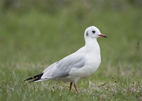 Gulls And Terns Flickr