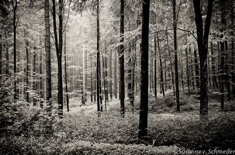 Black & White Photography, Forest Scenery, Rainy Summer Forest, Germany ...