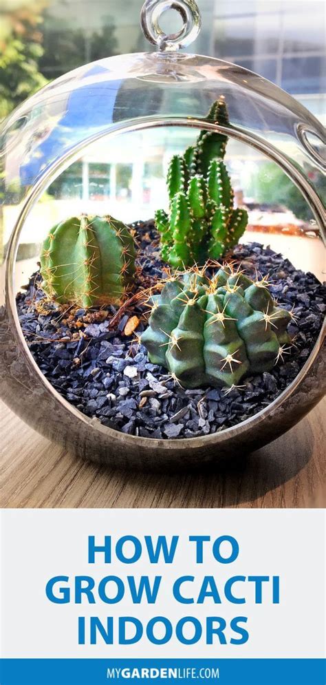 How To Grow Cacti Indoors How To Grow Cactus Indoor Cactus Plants