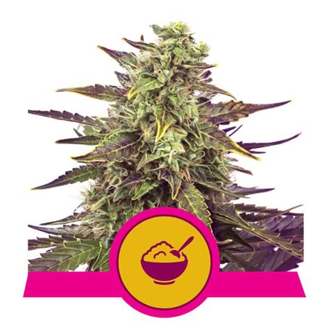 Buy Cereal Milk Feminized Seeds By Royal Queen Seeds In America