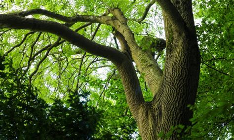 Green Ash Vs White Ash What Are The Differences A Z Animals