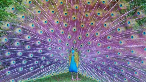 Amazing Beautiful Peacock Youtube