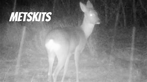 Metskits Capreolus Capreolus Roe Deer Eesti Elurikkus YouTube