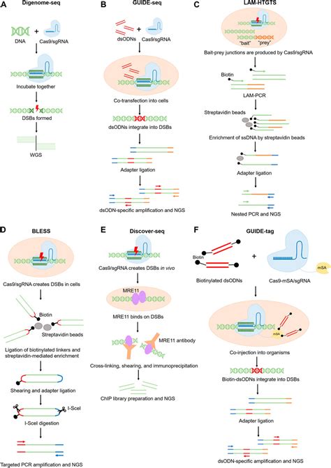 Frontiers Off Target Effects In CRISPR Cas9 Gene Editing