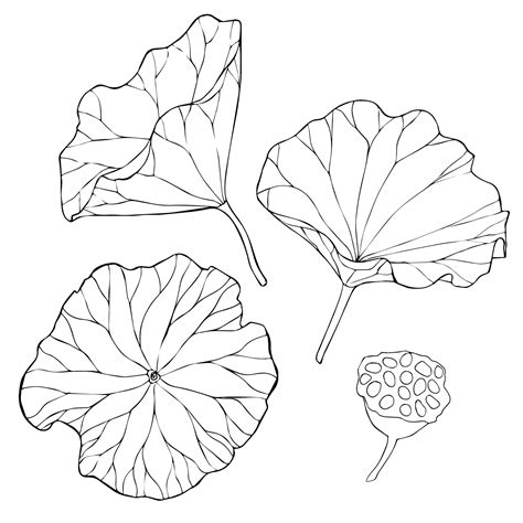 Set Of Vector Hand Drawn Lotus Flowers And Buds Huge Leaves Black Line Art Illustration