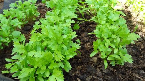 C Mo Plantar Cilantro En Un Huerto Maceta O Botella