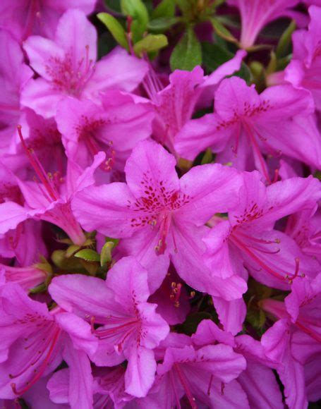 Azalea Poukhanensis ‘compacta Moon Nurseries