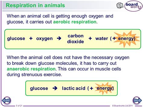 Stunning Word Equation For Anaerobic Respiration In Plant And Yeast Cells Physics Wallah Notes