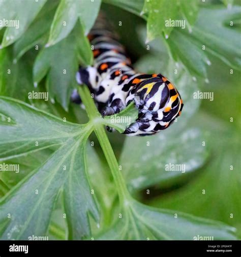 Parsnip Swallowtail Caterpillar Hi Res Stock Photography And Images Alamy