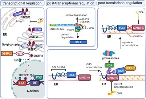 Frontiers Targeting The Key Cholesterol Biosynthesis Enzyme Squalene