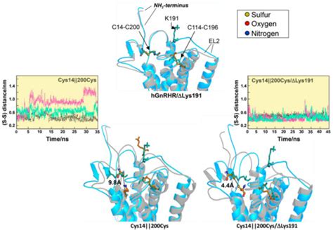 Ijms Free Full Text Misfolded G Protein Coupled Receptors And Endocrine Disease Molecular