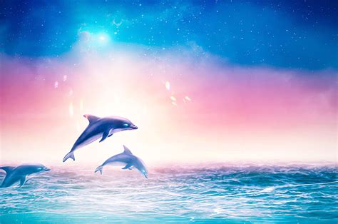 Dolphin Sunset Wallpaper