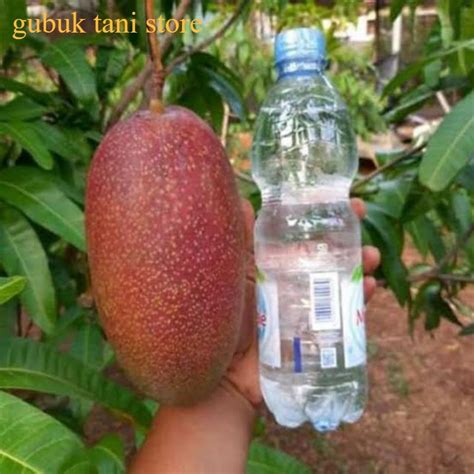 Jual Bibit Mangga Yuwen Seri 6 Valid Super Manis Cocok Di Tanam Di Pot