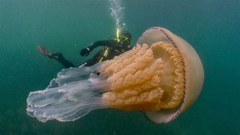 Surprised by a giant jellyfish - BBC Culture