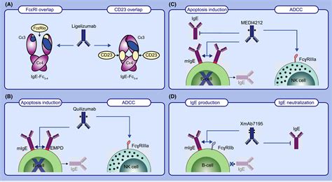 Past Present And Future Of Anti‐ige Biologics Guntern 2020 Allergy Wiley Online Library